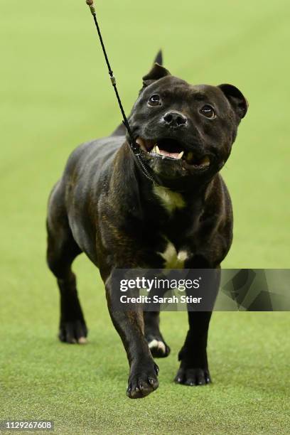 The Staffordshire Bull Terrier 'Stan' competes during Terrier Group judging at the 143rd Westminster Kennel Club Dog Show at Madison Square Garden on...