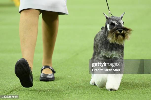 The Miniature Schnauzer 'Twink' competes during Terrier Group judging at the 143rd Westminster Kennel Club Dog Show at Madison Square Garden on...