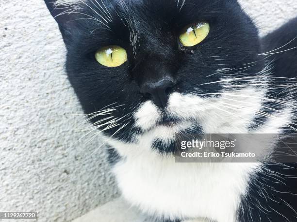 bicolor tuxedo cat staring at the camera - ネコ科 - fotografias e filmes do acervo