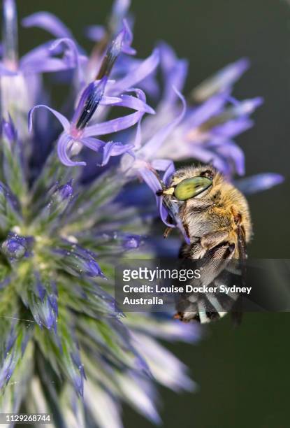 common blue-banded bee roosting on flower - louise docker sydney australia stock pictures, royalty-free photos & images