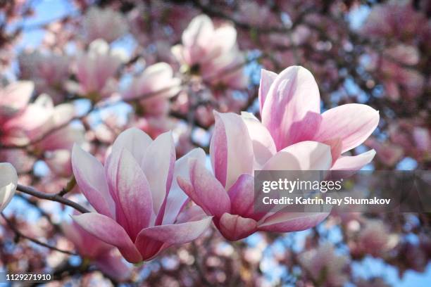 magnolias in bloom - magnolia stock pictures, royalty-free photos & images