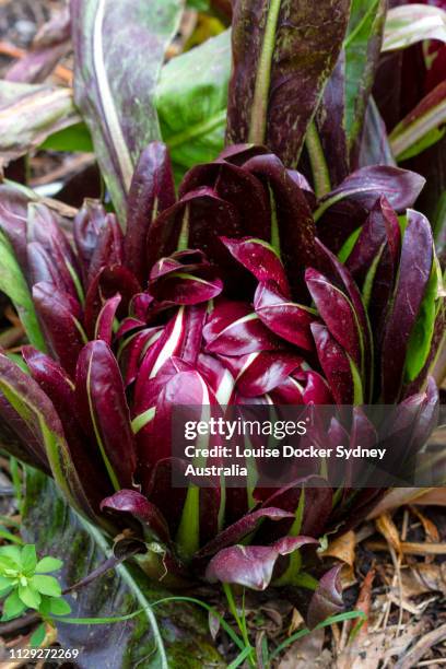 radicchio in a garden bead - radicchio stock pictures, royalty-free photos & images