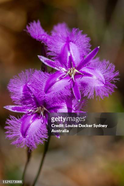 fringed lily wildflower - louise docker sydney australia stock pictures, royalty-free photos & images