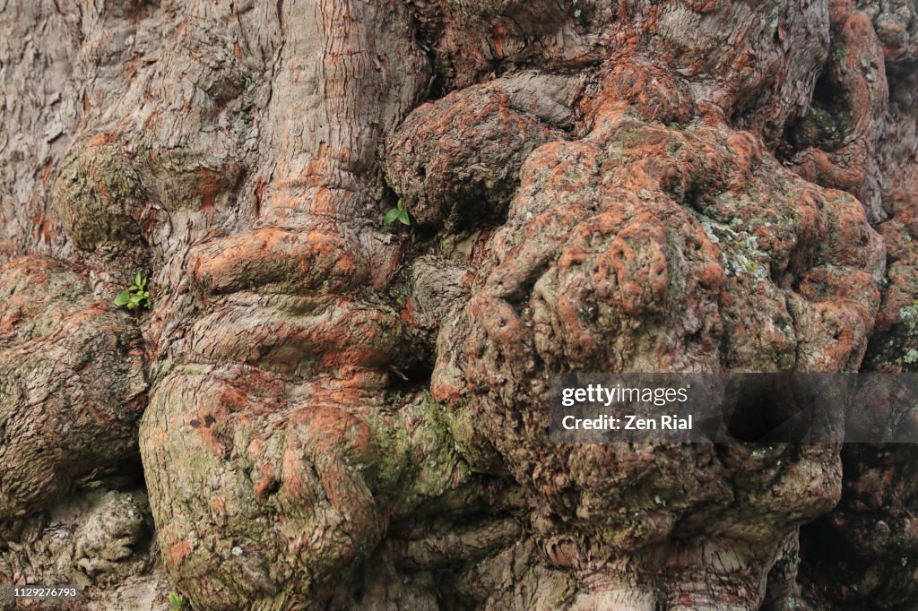 Burl Insect Close Up Of Burls On A Tree Trunk Also Called Bur Or Burr High-Res ...