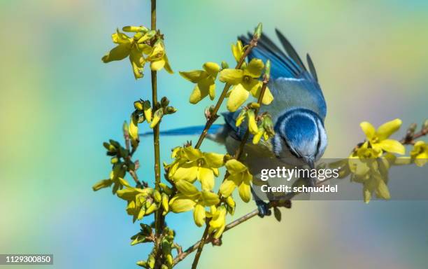 blue tit in spring - tierflügel stock pictures, royalty-free photos & images