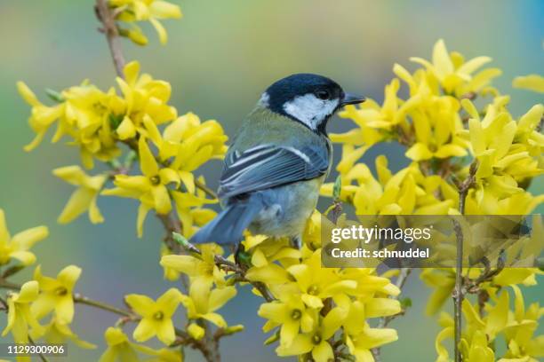 great tit in spring - tierflügel stock pictures, royalty-free photos & images