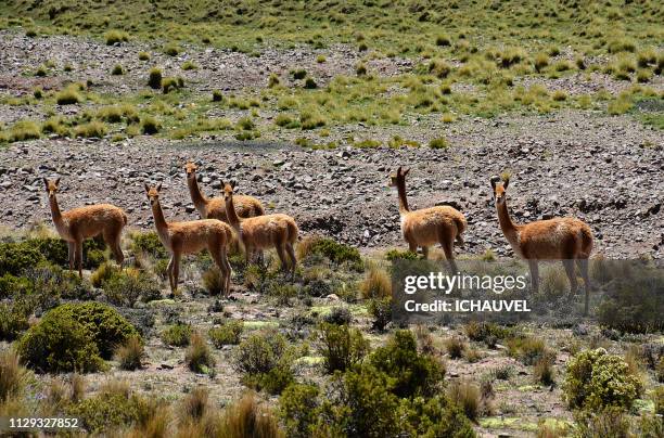 vicunas bolivia - regarder ailleurs stock-fotos und bilder