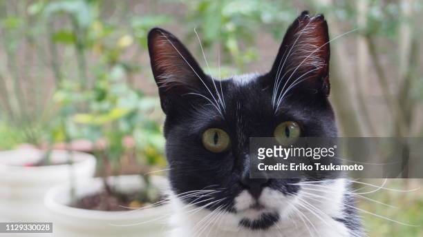 bicolor tuxedo cat staring at the camera - 見る foto e immagini stock