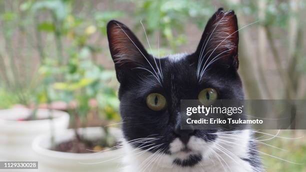 bicolor tuxedo cat staring at the camera - 動物の眼 stock pictures, royalty-free photos & images