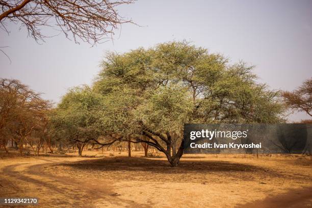 Senegal Tree Types 2,116 Senegal Car Stock Photos, High-Res Pictures, and Images - Getty ...