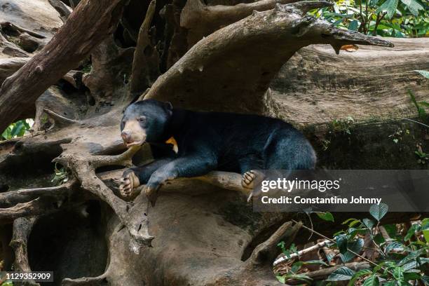 bornean sun bear resting on tree log - malayan sun bear stock pictures, royalty-free photos & images
