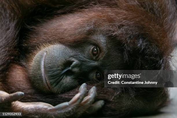 orangutan lies on her side and looking at camera - captive animals stock-fotos und bilder