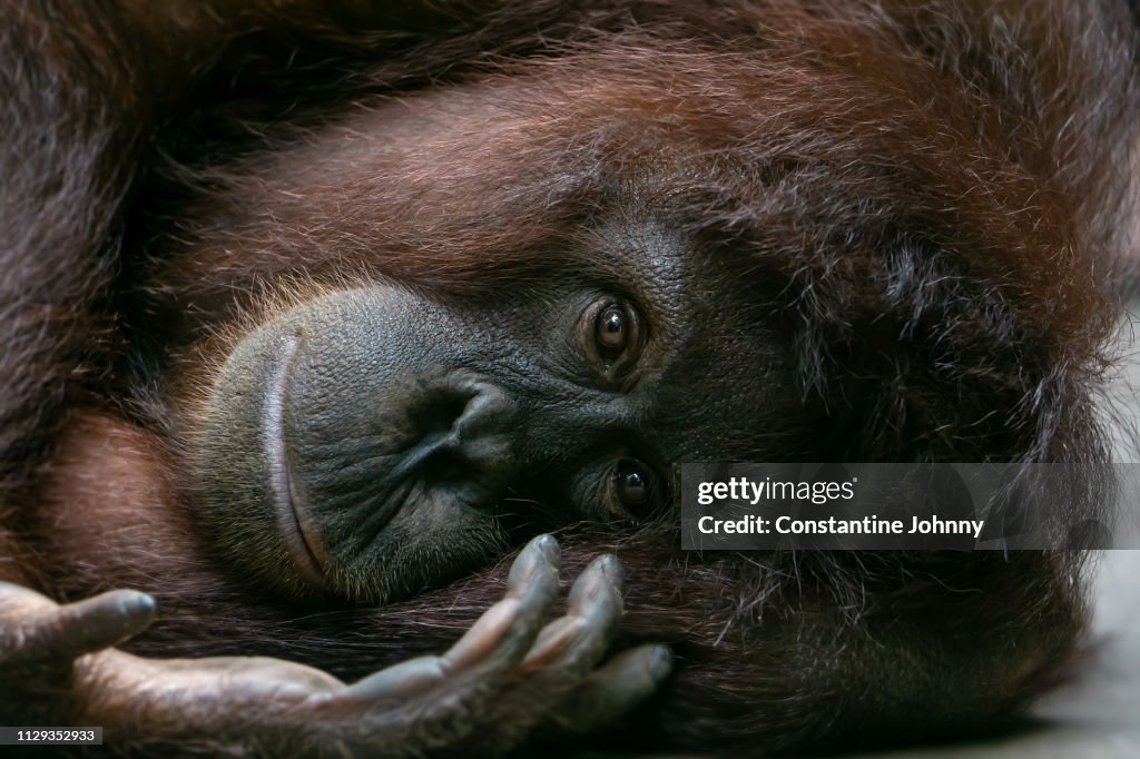 Orangutan Lies on Her Side and Looking at Camera