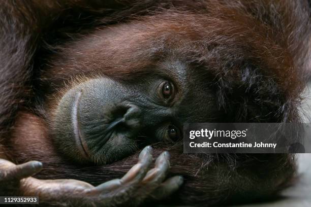 orangutan lies on her side and looking at camera - animale in cattività foto e immagini stock
