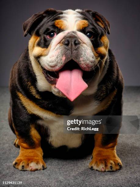 american bulldog portrait - smiling brown dog stock pictures, royalty-free photos & images