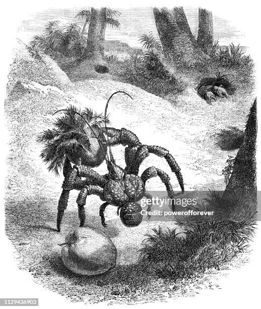 coconut crabs in madagascar - 19th century - coconut crab stock illustrations