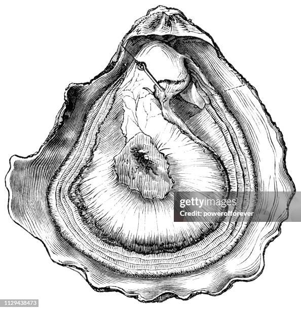 Ilustraciones, imágenes clip art, dibujos animados e iconos de stock de Ostion - Getty Images Ilustraciones, imágenes clip art, dibujos animados e iconos de stock de Ostion - Getty Images