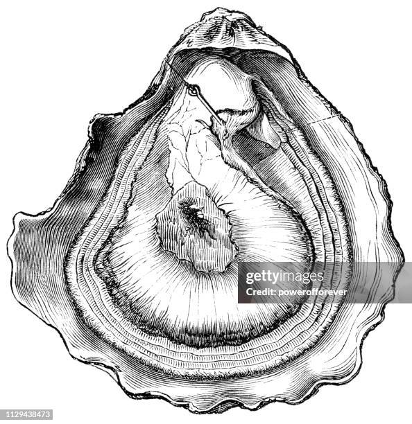 stockillustraties, clipart, cartoons en iconen met europese platte oester-19de eeuw - oysters