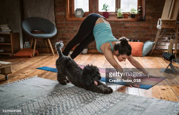 frau beim yoga mit ihrem hund - hund stock-fotos und bilder