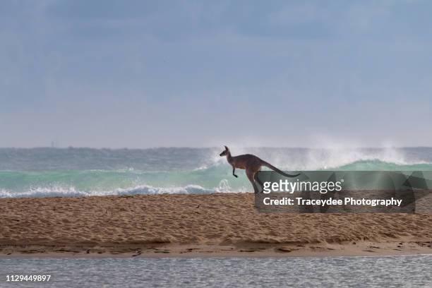 flying kangaroo going to a surf beach in currimundi, australia - kangaroo on beach bildbanksfoton och bilder