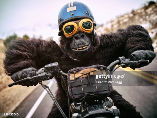 gorila en una motocicleta - funny monkeys fotografías e imágenes de stock