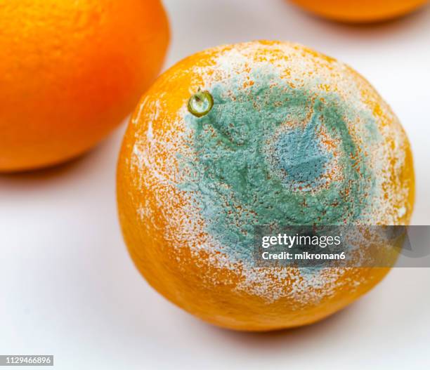 Soft Orange Tree Rotten 1,850 Rotten Orange Stock Photos, High-Res Pictures, and Images - Getty ...