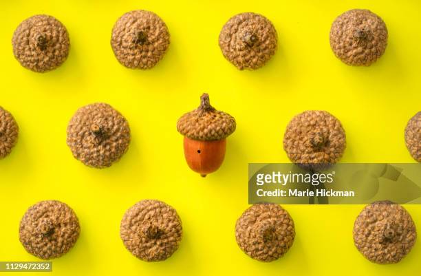 acorn tops with an acorn in the middle of the photo. - kreisel stock-fotos und bilder