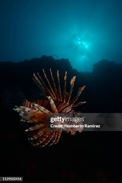 the lionfish;an invader that threatens the western atlantic. - lionfish foto e immagini stock