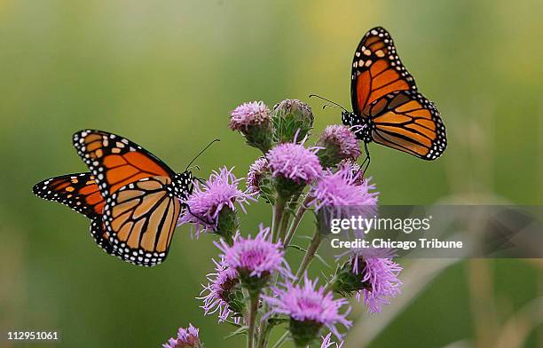 Two Monarch butterflies perch on a blazing star at the USDA Forest Service's Midewin National Tallgrass Prairie on the site of the former Joliet...
