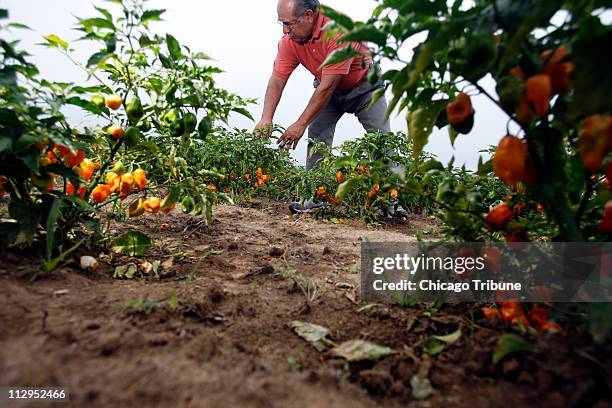Jerry Jimenez inspects his crop of habanero peppers at his farm in Cobden, Illinois, on August 31, 2006.