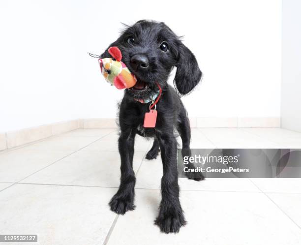 lindo cachorro esperando a ser adoptados. schnauzer miniatura, perro de raza mixta. - dog's toy fotografías e imágenes de stock