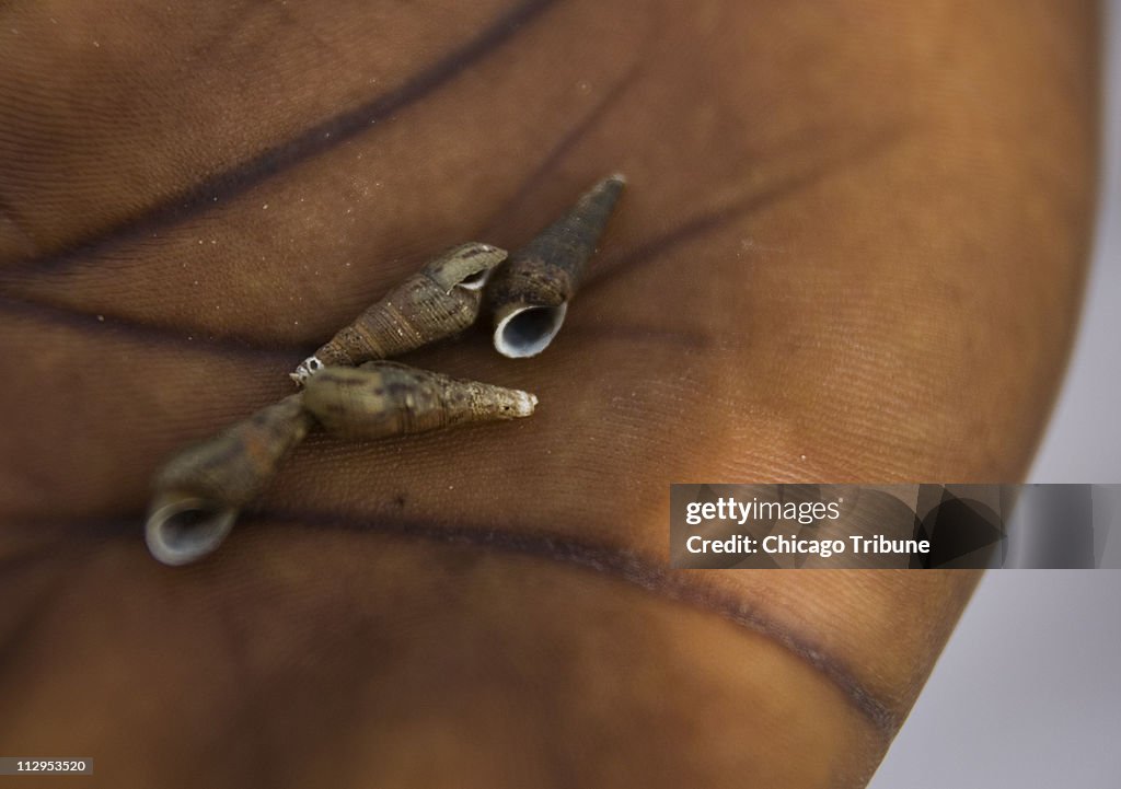 Snails from the river play a role in the life cycle of Schis