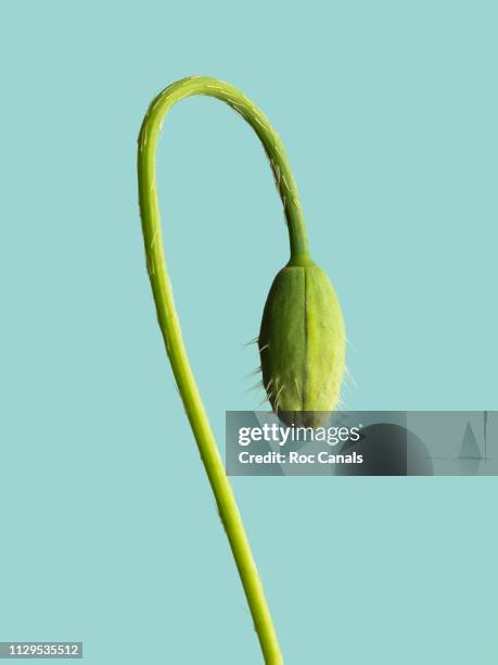 bud - kiem stockfoto's en -beelden