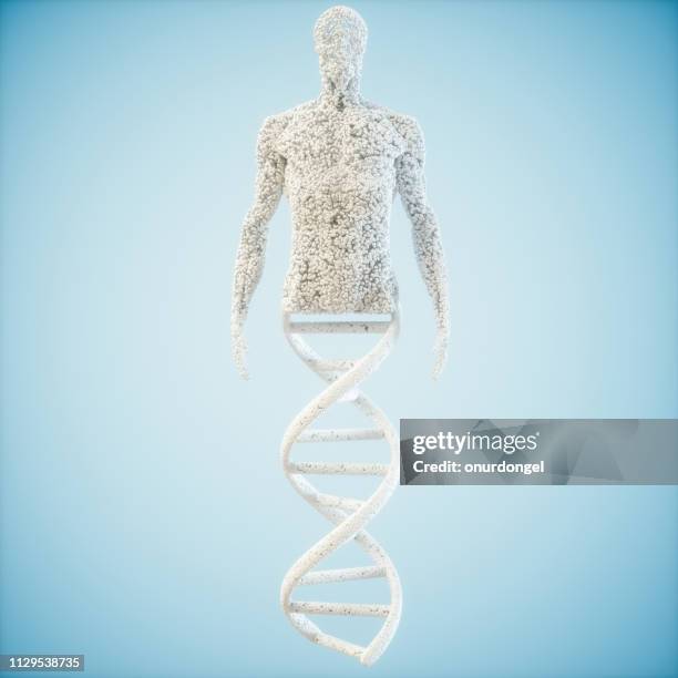 abstraktes modell menschlichen dna-moleküls - 3d human model stock-fotos und bilder