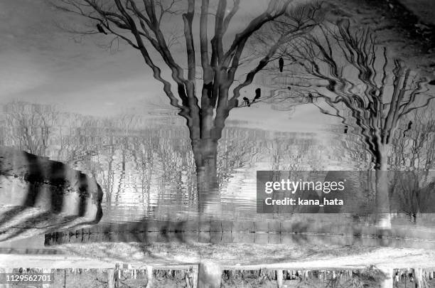 trees reflected in the lake - black & white - 冷たい stock-fotos und bilder