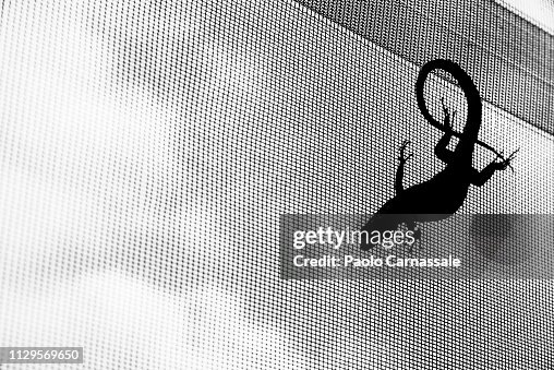 Lizard silhouette on grid pattern Lizard silhouette on grid pattern