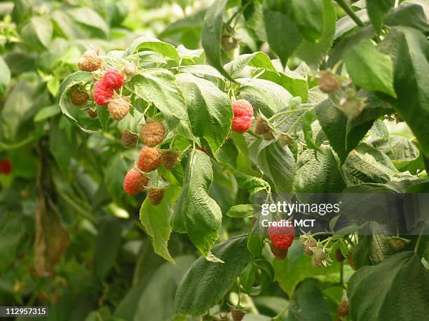Mexican Raspberry Rainbow 154 Berry Hall Farm Stock Photos, High-Res Pictures, and Images - Getty ...