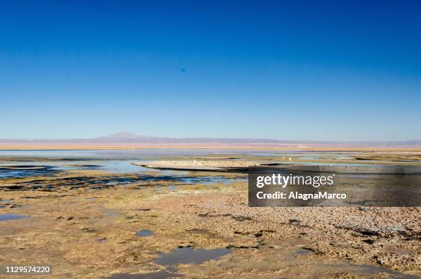 laguna chaxa park - territorio selvaggio stock pictures, royalty-free photos & images