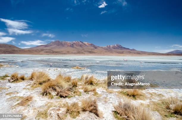 laguna hedionda - fenicottero stock pictures, royalty-free photos & images