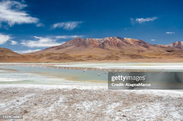 laguna hedionda 1 - fenicottero fotografías e imágenes de stock