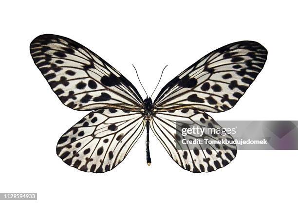 butterfly - schmetterling fliegen stockfoto's en -beelden