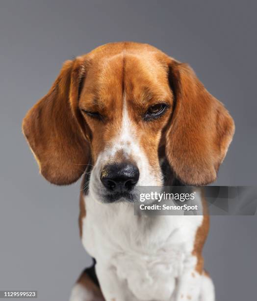 studio portret van beagle hond met menselijke expressie op zoek chagrijnig - beagle stockfoto's en -beelden