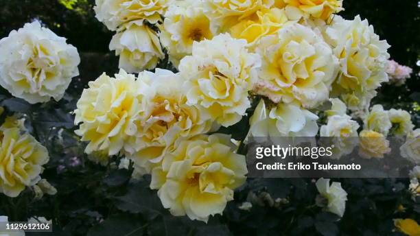 yellow roses - 植物学 - fotografias e filmes do acervo