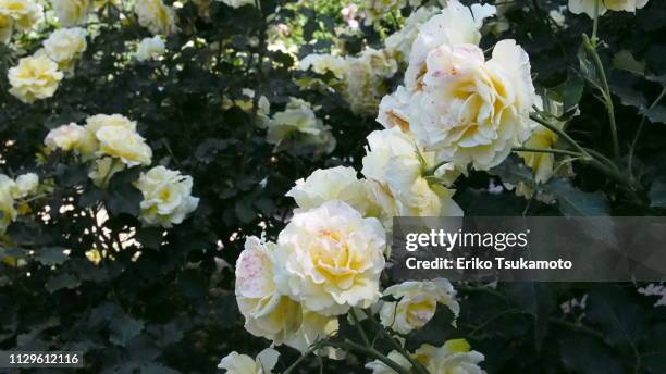 yellow roses - 植物園 stockfoto's en -beelden