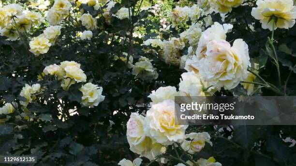 yellow roses - 植物園 stockfoto's en -beelden