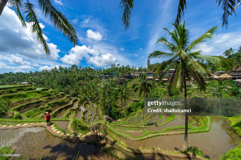 Morning view over beautiful rice terraces in the morning light near Tegallalang village, Ubud, Bali, Indonesia.