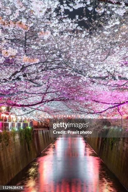 cherry blossoms at night nakameguro meguro river in tokyo, japan. - cherry blossom in full bloom in tokyo fotografías e imágenes de stock