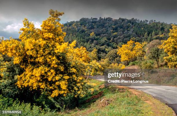 section of 'the mimosa route', route d138 road between mandelieu and tanneron, on the french riviera - mimosa bildbanksfoton och bilder