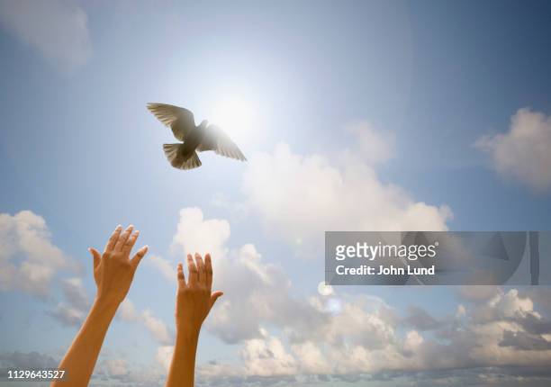 hands releasing a white dove - releasing stock pictures, royalty-free photos & images