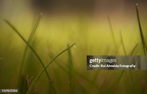 drop of water at the tip of the grass - foco diferencial stock pictures, royalty-free photos & images